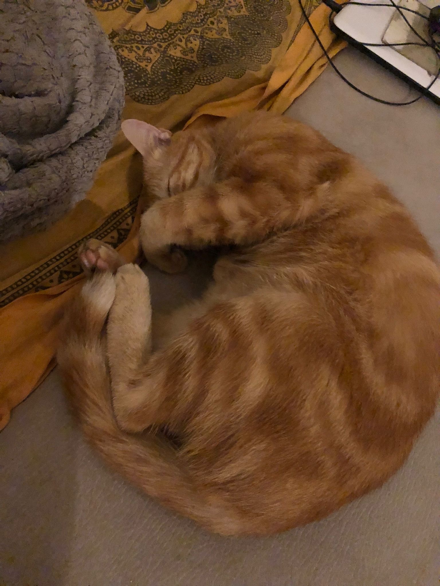 Marc-elie - Bellinzone - Tessin | Annonce Rencontre