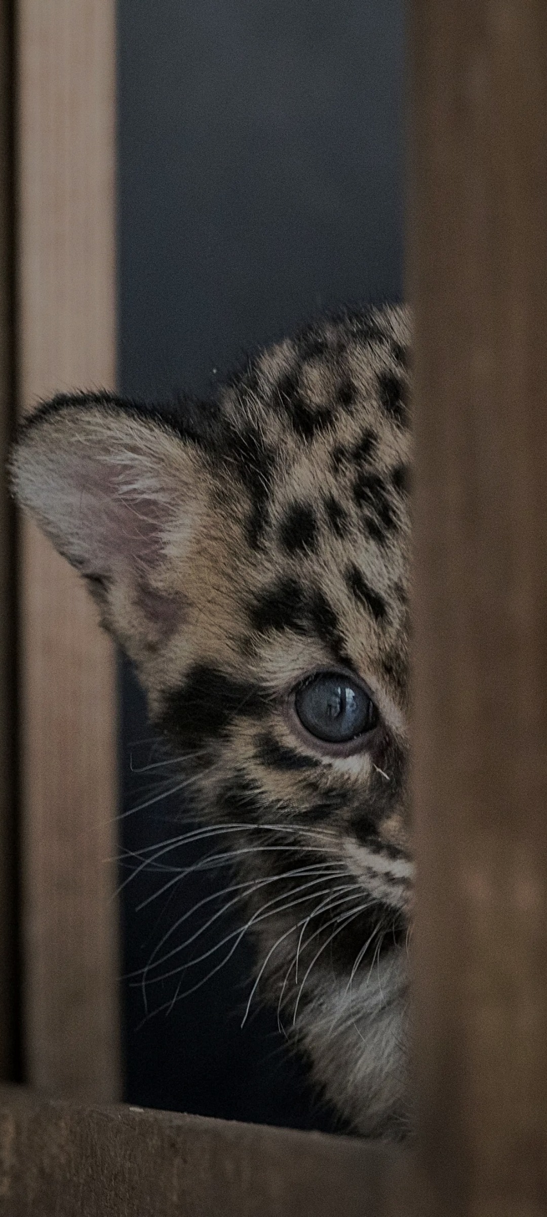 Mohammed - Thalkirch - Grisons | Annonce Rencontre